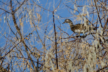 Wood Duck Perched High in the Autumn Tree Tops