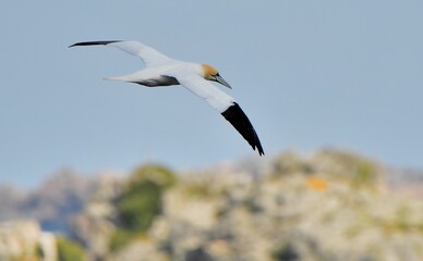 Beautiful Gannet in flight over the sea in Brittany. France
