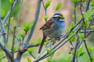 white throated sparrow perched
