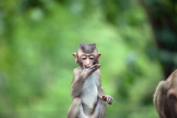 可愛いサル