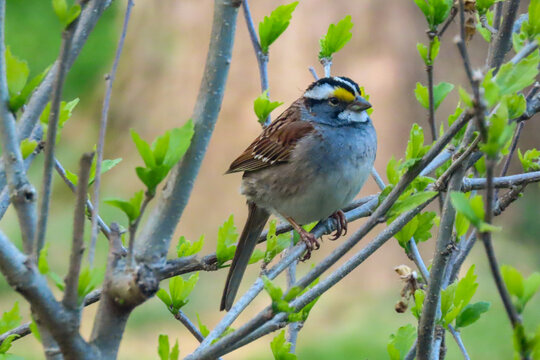 White Throated Sparrow Perched