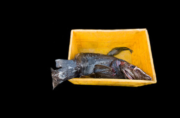 Deep sea fish kept on a crate isolated on black. - Powered by Adobe