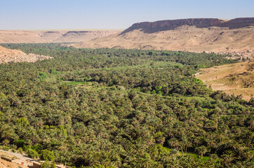 Fototapeta na wymiar Green palm valley by river Ziz in Morocco in April 2015