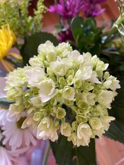 white hydrangea ready to bloom