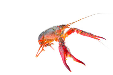 Lobster on a white background