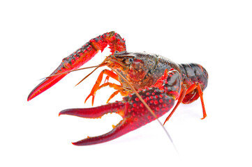Lobster on a white background