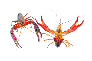 Lobster on a white background
