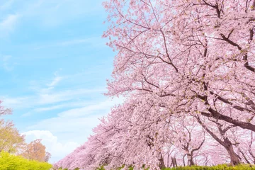 Fotobehang 青空と満開の桜 © kurosuke