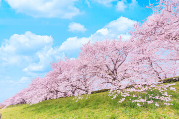 青空と満開の桜
