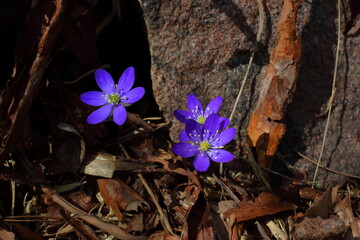 Close up of a group of early blue spring flowers Hepatica nobilis besides a rock in sunlight among dead grass, leaves and pieces of pine bark