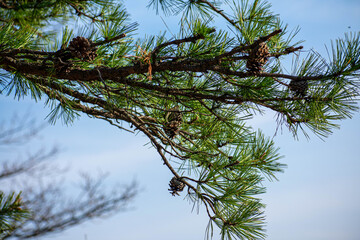 pine tree branches