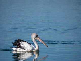 Fototapeta na wymiar Pelican Gliding Along Low