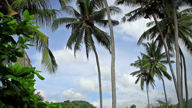 Coconut tree and fruit. Cocos nucifera. Palm tree family