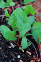 seedlings in the garden