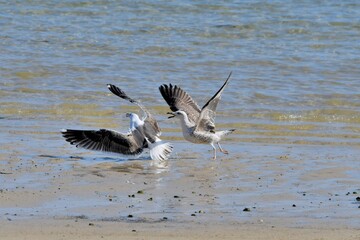 Beautiful seabirds in the sea in Brittany