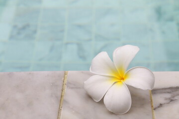 White plumeria flowers on floor swimming pool. beside blue sky swimming pool, Copy space.