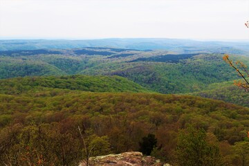 Beautiful green forest in the Ozarks.