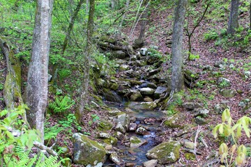 Beautiful mountain stream in the Ozarks.