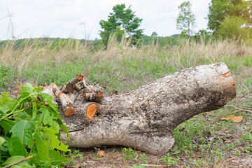 A pile of stacked firewood, prepared for heating the house,  Gathering fire wood for winter or bonfire.