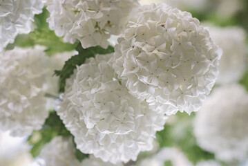 Fototapeta premium Chinese snowball white flowers closeup - flowering shrub in spring