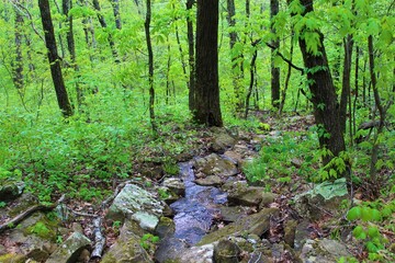 Beautiful mountain stream in the Ozarks.