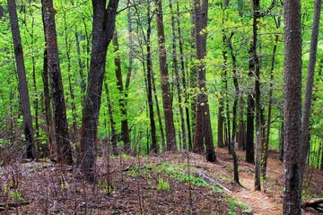 Obraz premium Beautiful green forest in the Ozarks.