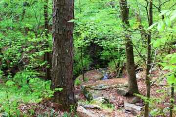 Beautiful green forest in the Ozarks.
