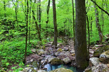 Beautiful mountain stream in the Ozarks.