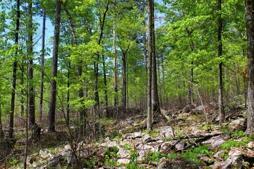 Beautiful green forest in the Ozarks.