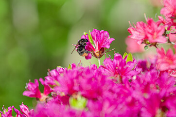 クマンバチとつつじ