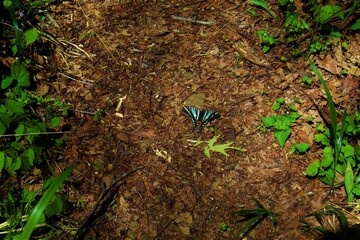 Butterfly on ground with  foliage.