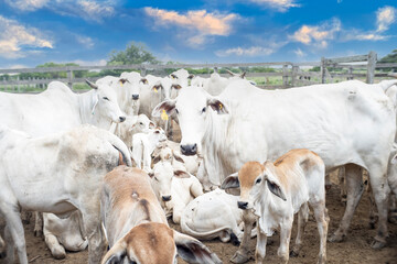 cows in the field