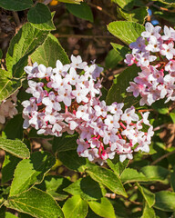 White blossoms on a bush in the spring sun