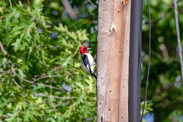 Red-headed woodpecker perched on the side of a telephone pole, with a background of green leafy trees