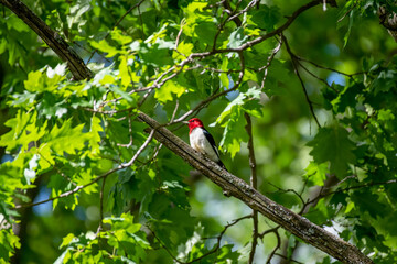 Striking woodpecker on a branch in a lush green forest