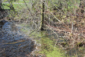 grass in the forest