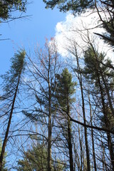 trees in the forest
