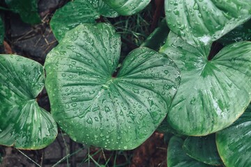 Beautiful of green tropical leaves and water drop background texture