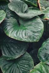 Obraz premium Beautiful of green tropical leaves and water drop background texture