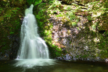 Beautiful waterfall in a green forest