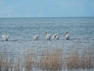 pelicans on the water