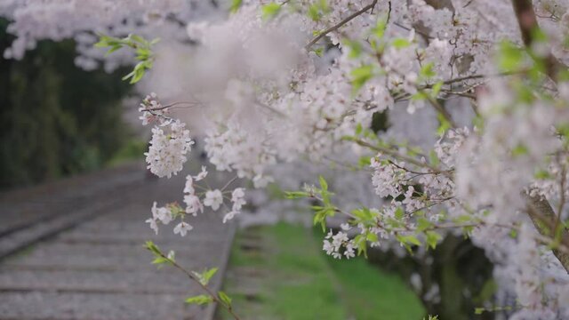 Sakura blooming over Keage Incline in April, Kyoto Japan