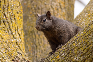 Curious squirrel eyeing another squirrel