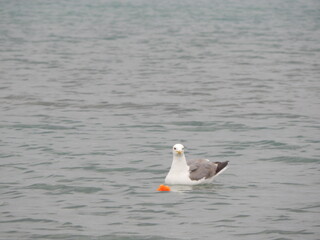 seagull on the sea