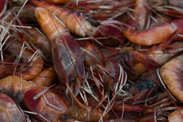 Collection of red prawns background.