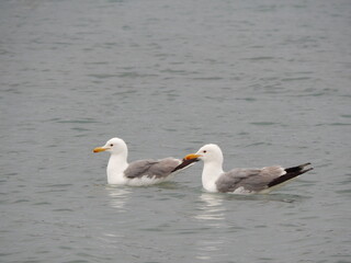 Fototapeta na wymiar seagulls on the water