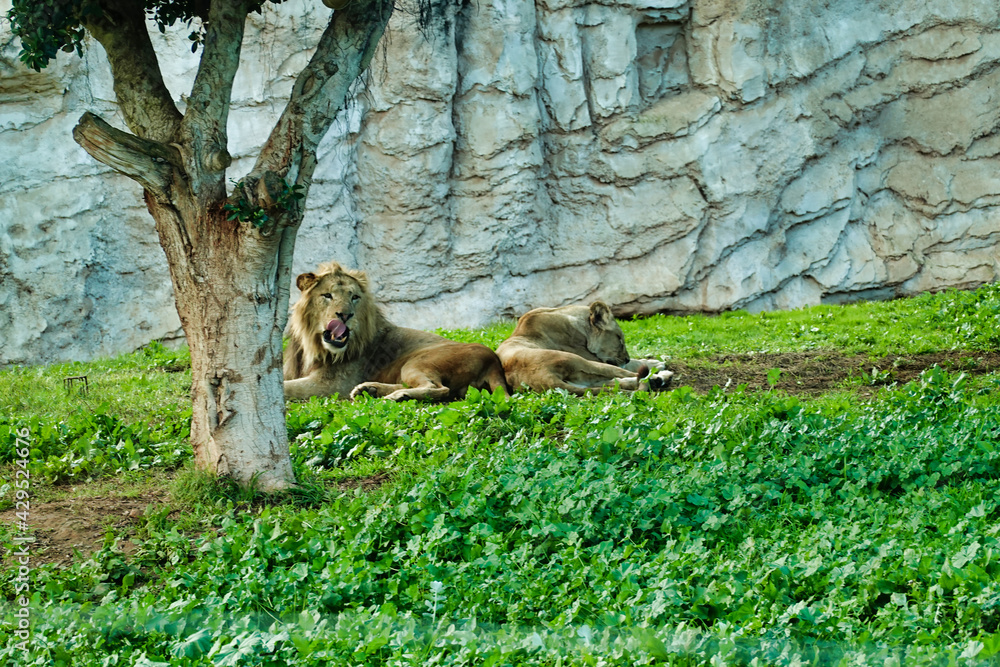 Poster Beautiful shot of lions lying on the grass field