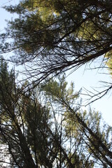 trees in the sky