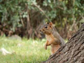 Naklejka na ściany i meble squirrel behind a tree