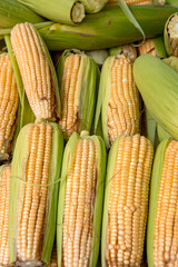 Yellow corn on the cob for sale.